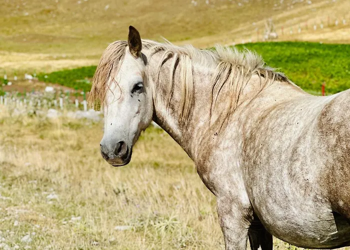 Quarto em Acomodações Particulares Bobica - *