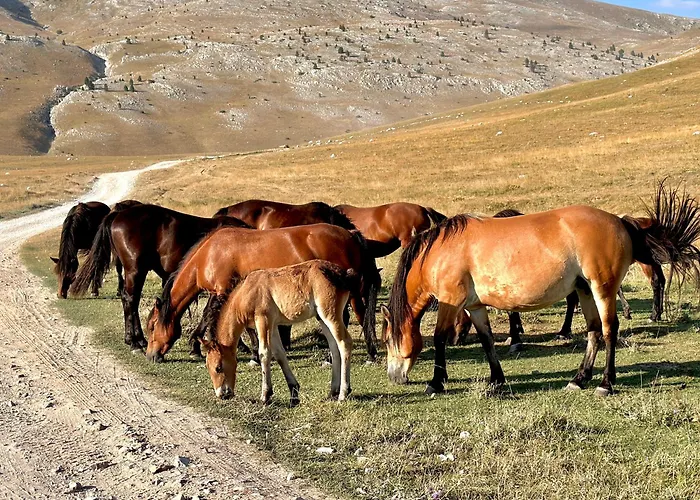 Bobica - Quarto em Acomodações Particulares *